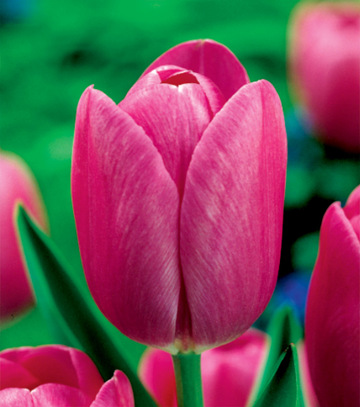 Singiel Tulipa - Tulipan Triumph Rose 12/+ 50 Szt.