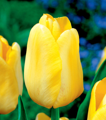 Singiel Tulipa - Tulipan Triumph Yellow 12/+ 50 Szt.