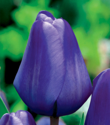 Singiel Tulipa - Tulipan Triumph Blue 12/+ 50 Szt.