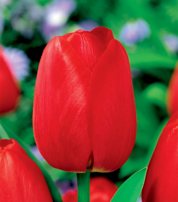 Singiel Tulipa - Tulipan Triumph Red 12/+ 50 Szt.
