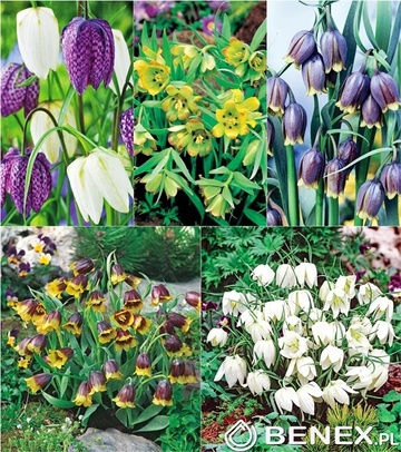 Showbox Fritillaria - Szachownica "2" 6/+ 250 Szt.