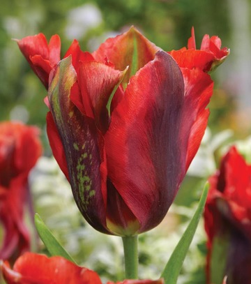 Tulipa - Tulipan Hollywood Star 11/12 1 Szt.