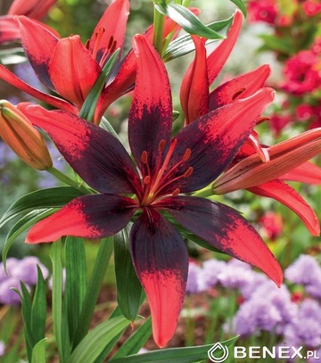 Singiel Lilium - Lilia Azjatycka Strawberry Event 16/18 20 Szt.