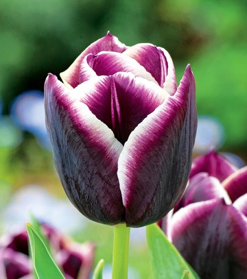 Tulipa - Tulipan Jackpot 11/12 1 Szt.