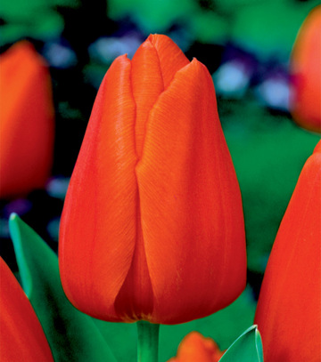 Tulipa - Tulipan Triumph Orange 12/+ 1 Szt.