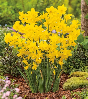 Narcissus - Narcyz Golden Bouquet 12/14 1 Szt.