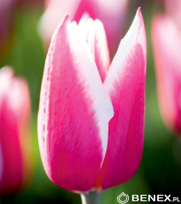 Tulipa - Tulipan Chacha 12/+ 1 Szt.