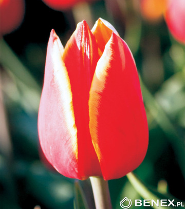 Tulipa - Tulipan Luba 12/+ 1 Szt.