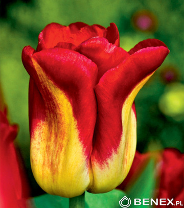 Tulipa - Tulipan Match 11/12 1 Szt.