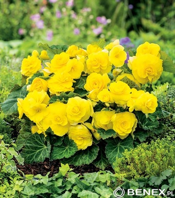 Begonia Non Stop Żółta 5/+ 1 Szt.