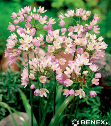 Singiel Allium Roseum - Czosnek Różowy 4/+ 150 Szt.