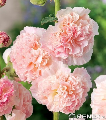 Alcea - Malwa Peaches And Dreams I 1 Szt.