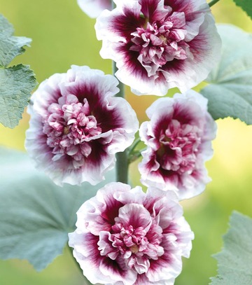 Alcea - Malwa Creme De Casis I 1 Szt.