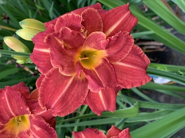 Hemerocallis - Liliowiec Booby Ruby I 1 Szt.