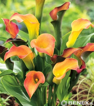 Zantedeschia - Kalla Captain Lido 20/22 1 Szt.