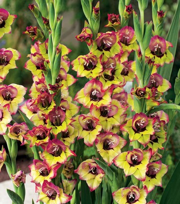 Gladiolus - Mieczyk Flevo Cosmic 12/14 1 Szt.