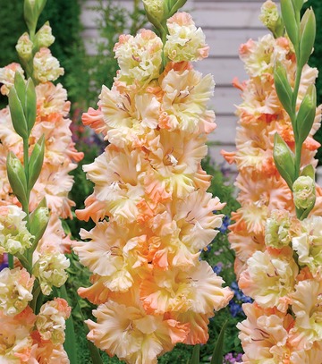 Gladiolus - Mieczyk The Great Queen Elisabeth 12/14 1 Szt.