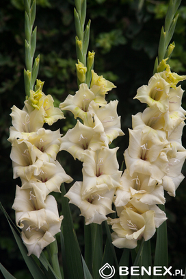 Gladiolus - Mieczyk Rivendell 12/14 1 Szt.