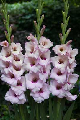 Gladiolus - Mieczyk Venezia 12/14 1 Szt.