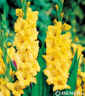Gladiolus - Mieczyk Żółty 14/+ 1 Szt.