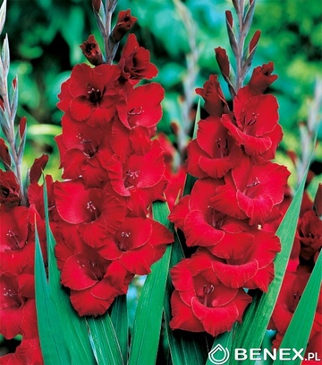Gladiolus - Mieczyk Czerwony 14/+ 1 Szt.