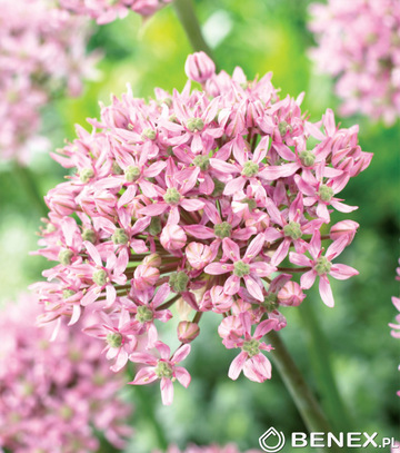 Singiel Allium - Czosnek Pink Jewel 10/12 30 Szt.