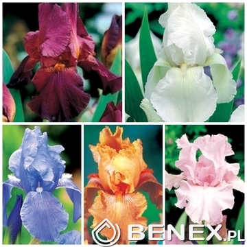 Showbox Iris Germanica - Kosiaciec Bródkowy "1" I  Wybór 40 Szt.