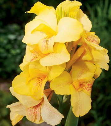 Singiel Canna - Paciorecznik Oiseau D'Or I 8 Szt.