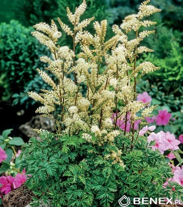 Singiel Aruncus Aethuisifolius - Parzydło Leśne I 8 Szt.