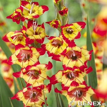 Singiel Gladiolus - Mieczyk Farah 12/14 60 Szt.