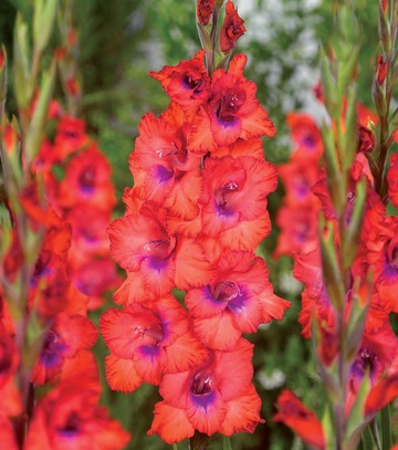 Singiel Gladiolus - Mieczyk Tricolor 12/14 60 Szt.