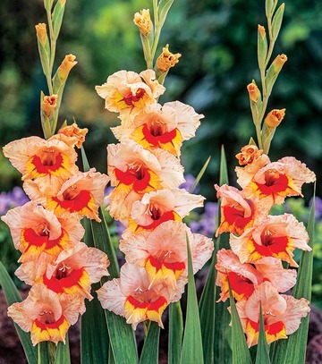Singiel Gladiolus - Mieczyk Blackpool 12/14 60 Szt.