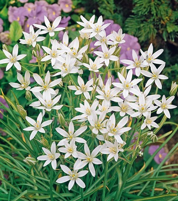 Singiel Ornithogalum Umbellatum - Śniadek Baldaszkowaty 5/+ 50 Szt.